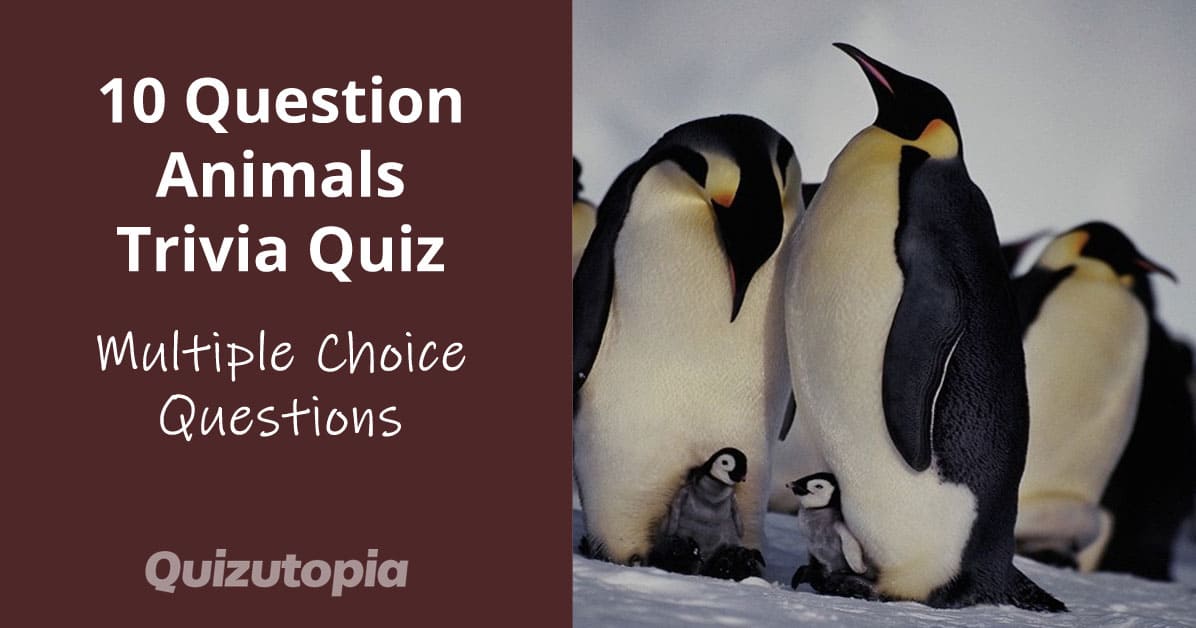 10 Question Multiple Choice Animals Trivia Quiz