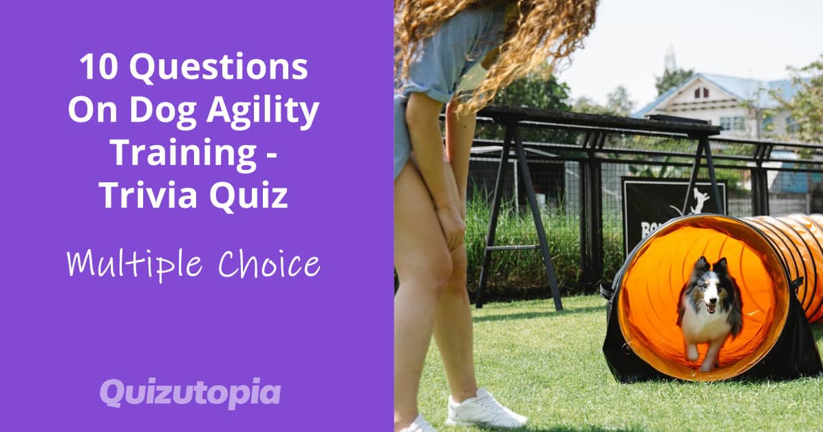 10 Questions On Dog Agility Training - Multiple Choice Trivia Quiz