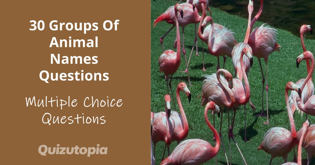 30 Groups Of Animal Names Questions And Answers