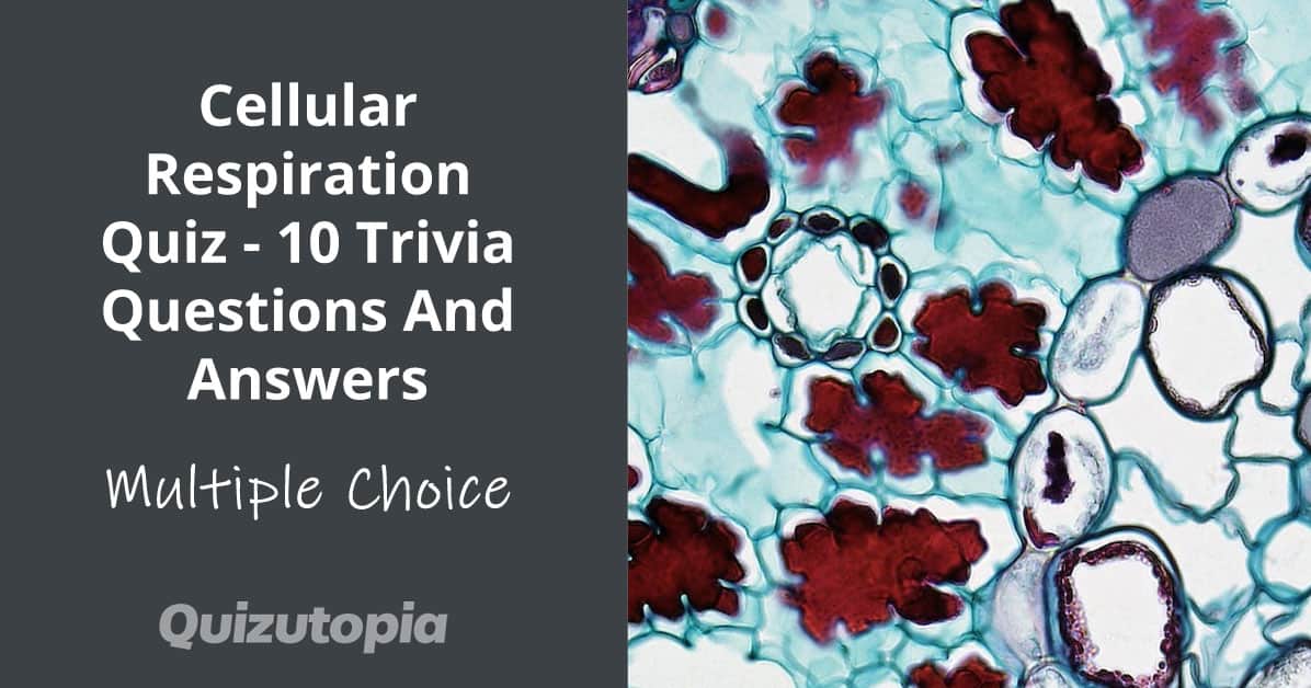 Cellular Respiration Quiz - 10 Trivia Questions And Answers