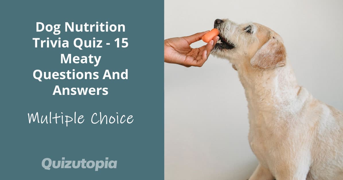 Dog Nutrition Trivia Quiz - 15 Meaty Questions And Answers